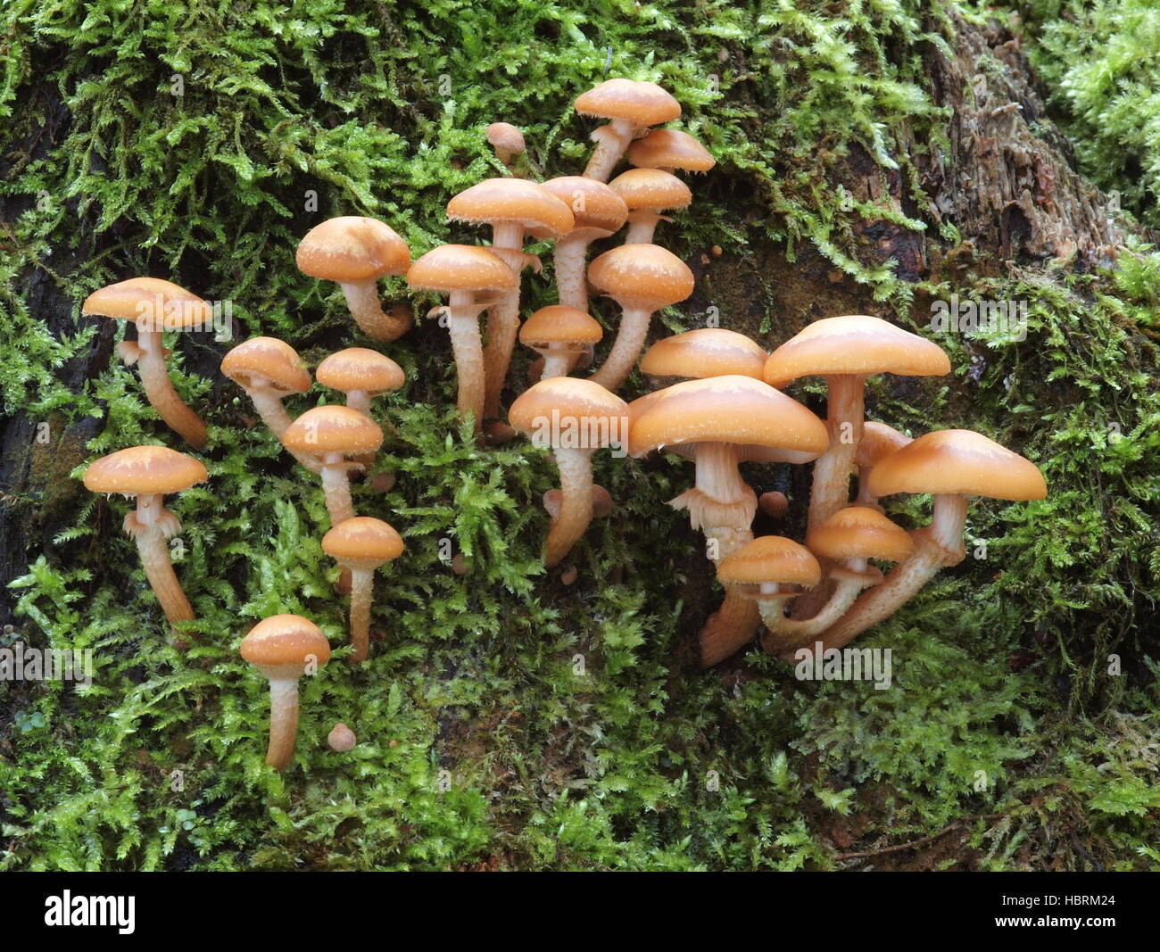 Ummantelten Stockschwämmchen, Kuehneromyces Stockschwämmchen Stockfoto