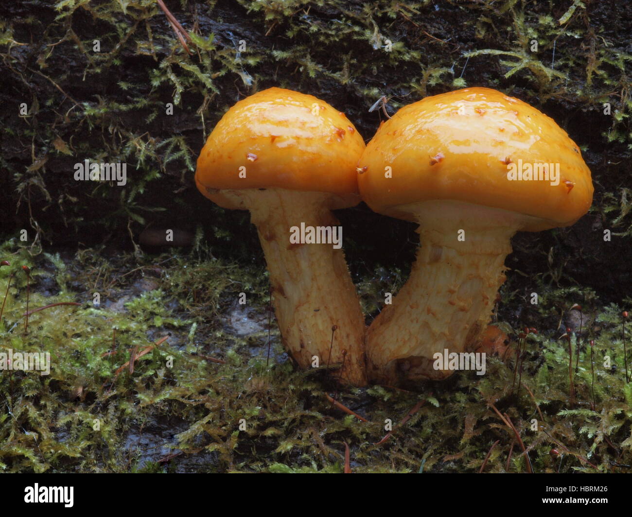 Goldene Scalycap, Pholiota aurivella Stockfoto