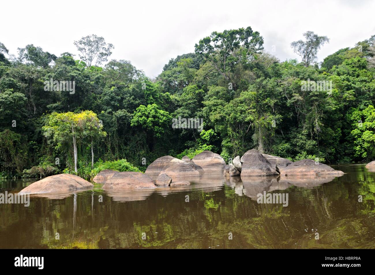 Entlang der Regenwald in Suriname Stockfoto