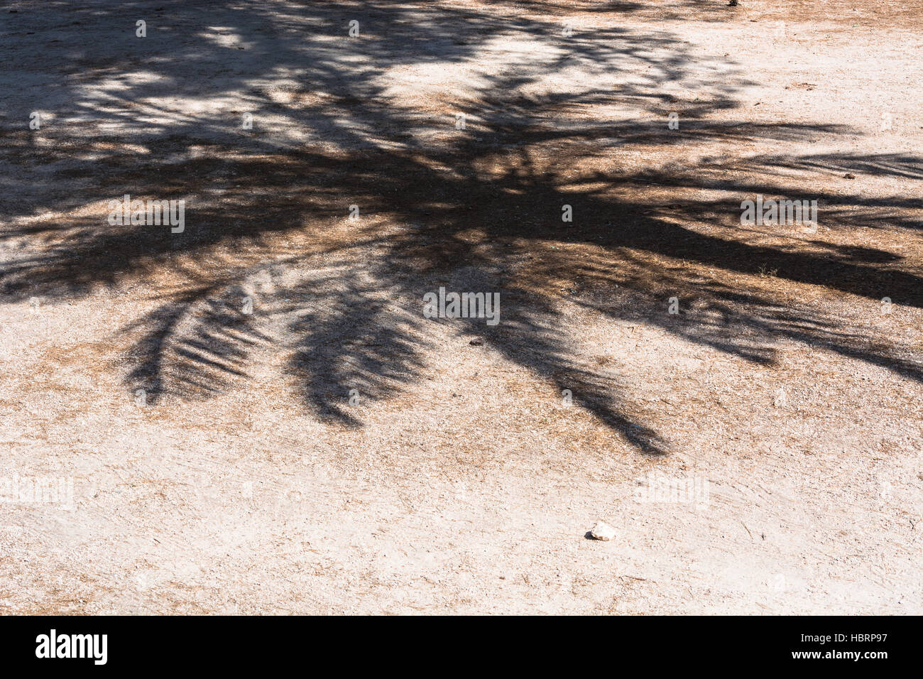 Palm-Schatten fällt auf einem Pfad Stockfoto