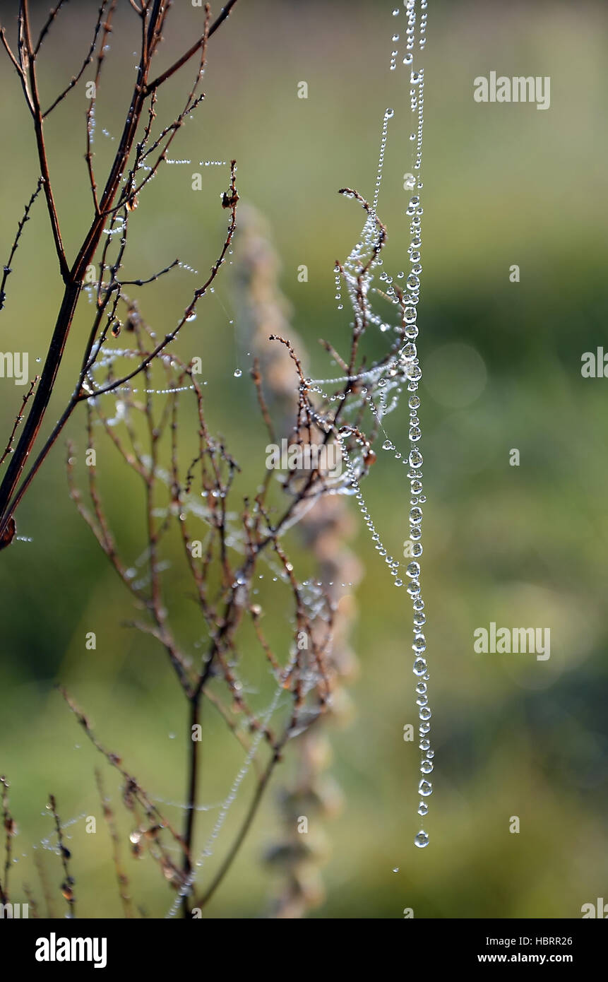 Der Thread eines Webs Tropfen Stockfoto