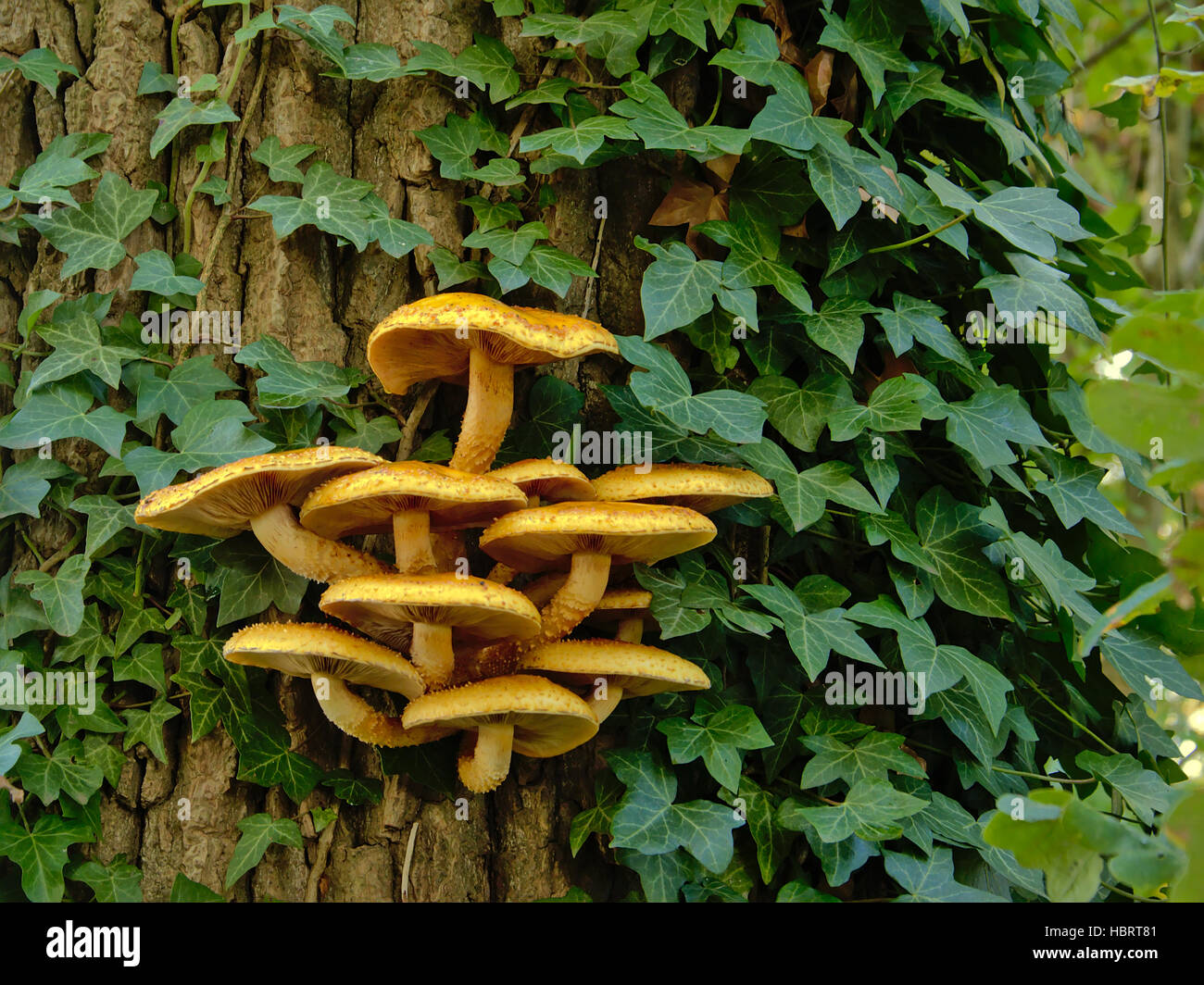 Pilze und efeu am baum -Fotos und -Bildmaterial in hoher Auflsung  Alamy