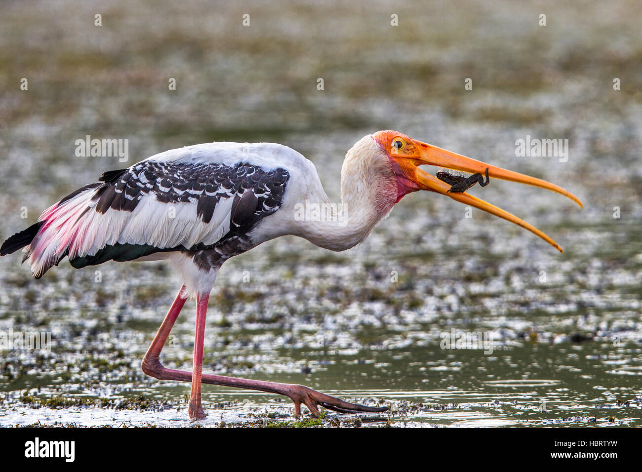 Bemalte Storch mit Frosch Beute (Mycteria Leucocephala) Ranthambhore Indien. Stockfoto