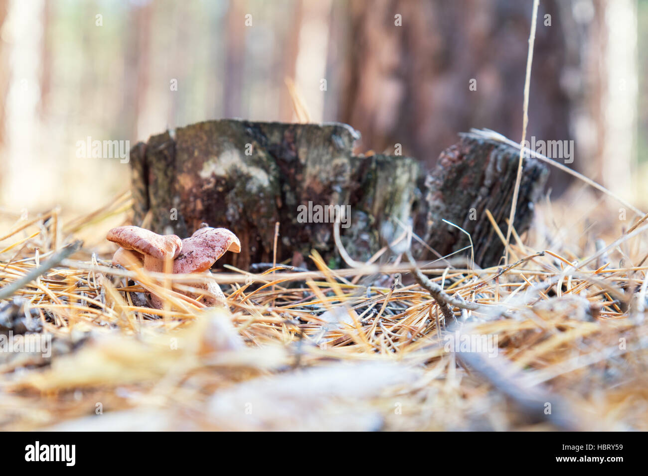 Pilz im Sonnenschein Wald im Herbst Stockfoto