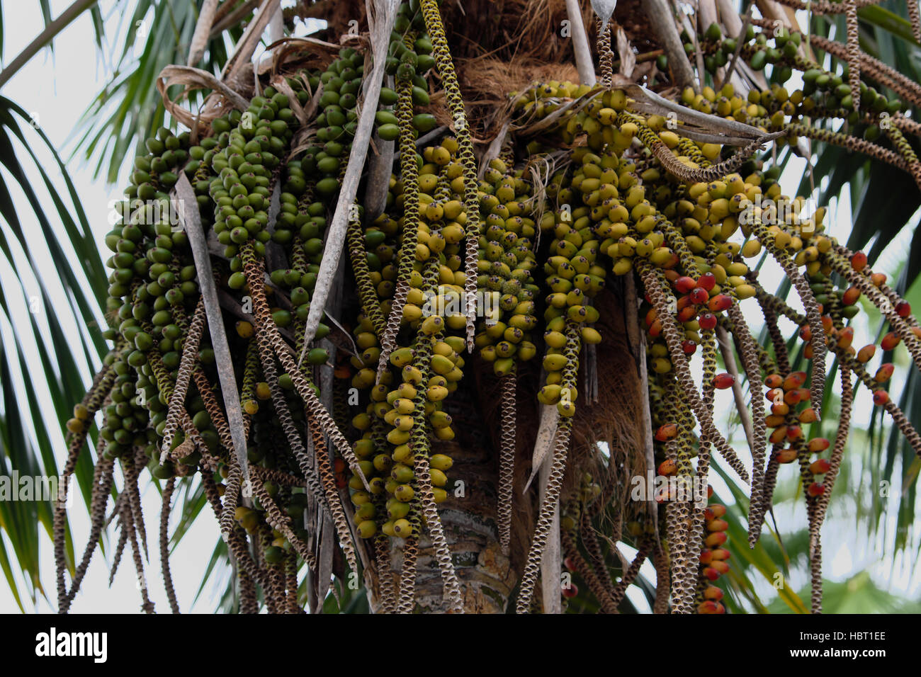 Kanarische Insel Dattelpalme - Datum Früchte Stockfoto