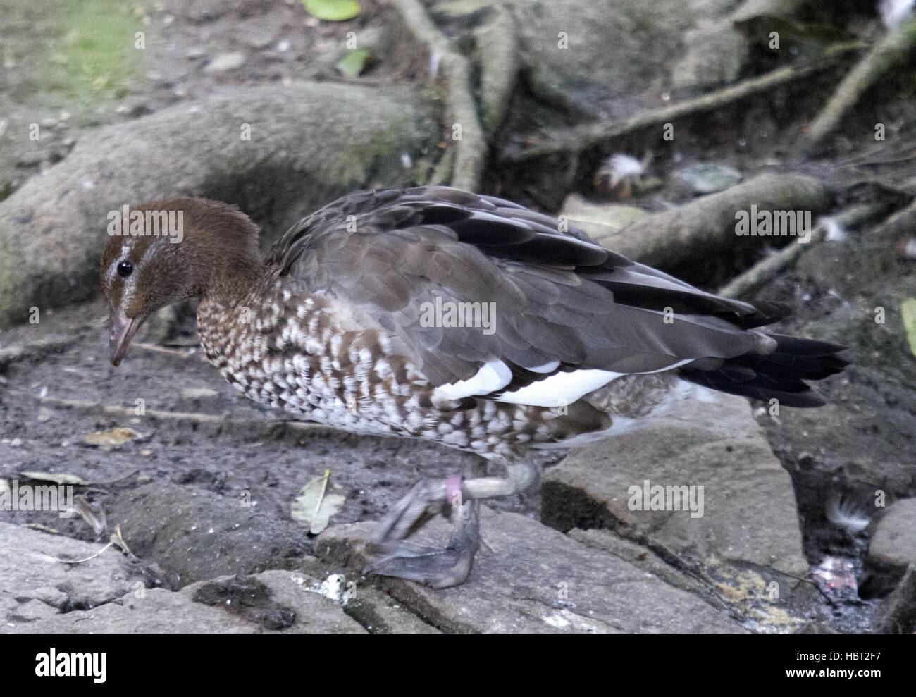 Mähne Ente Stockfoto