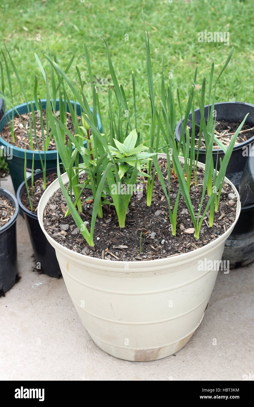 Wachsende Jonquils und Oriental Lilium oder Lilien im Topf Stockfoto