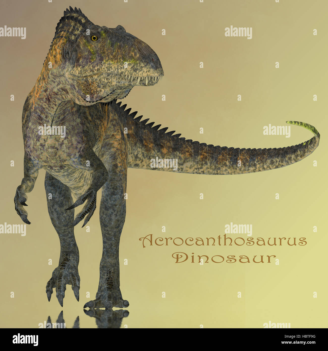 Acrocanthosaurus atokensis Fotos und Bildmaterial in hoher Auflösung