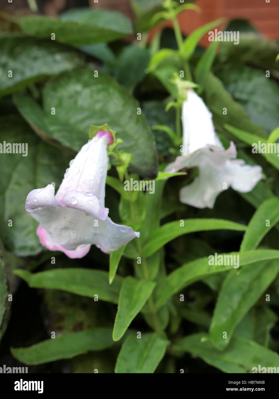 Penstemon Sorte 'Apple Blossom' in Blüte Stockfoto