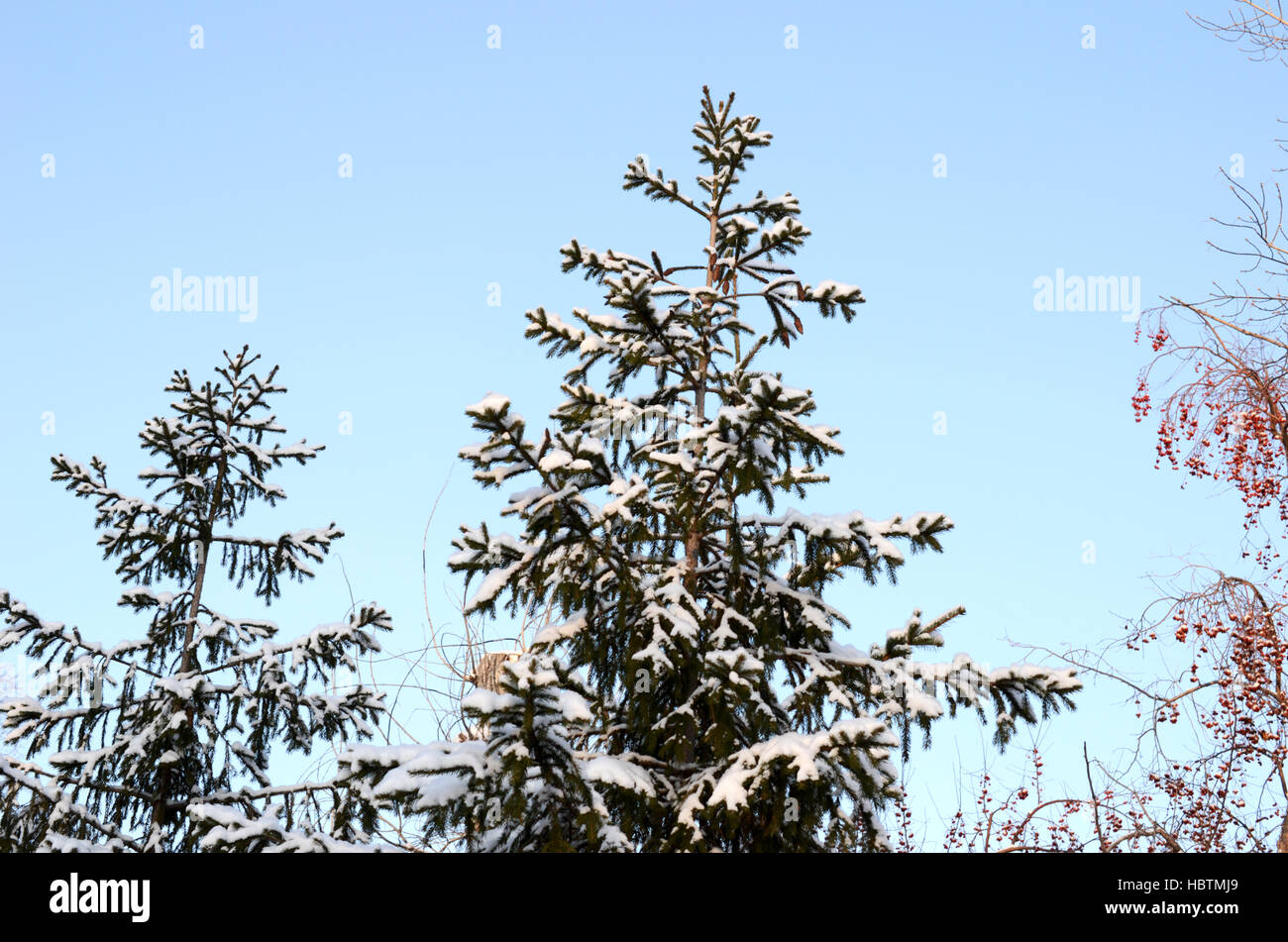 Schnee-Bäume Stockfoto