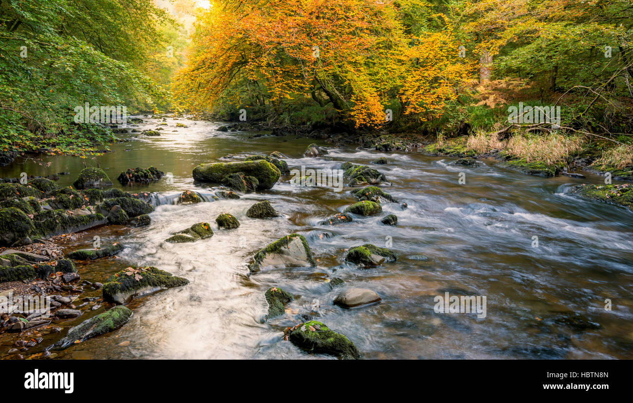 Der Fluß Barle läuft durch einen herbstlichen Wald in Exmoor National Park. Stockfoto