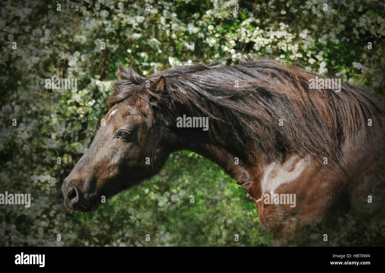 Welsh Cob Pony Stockfoto