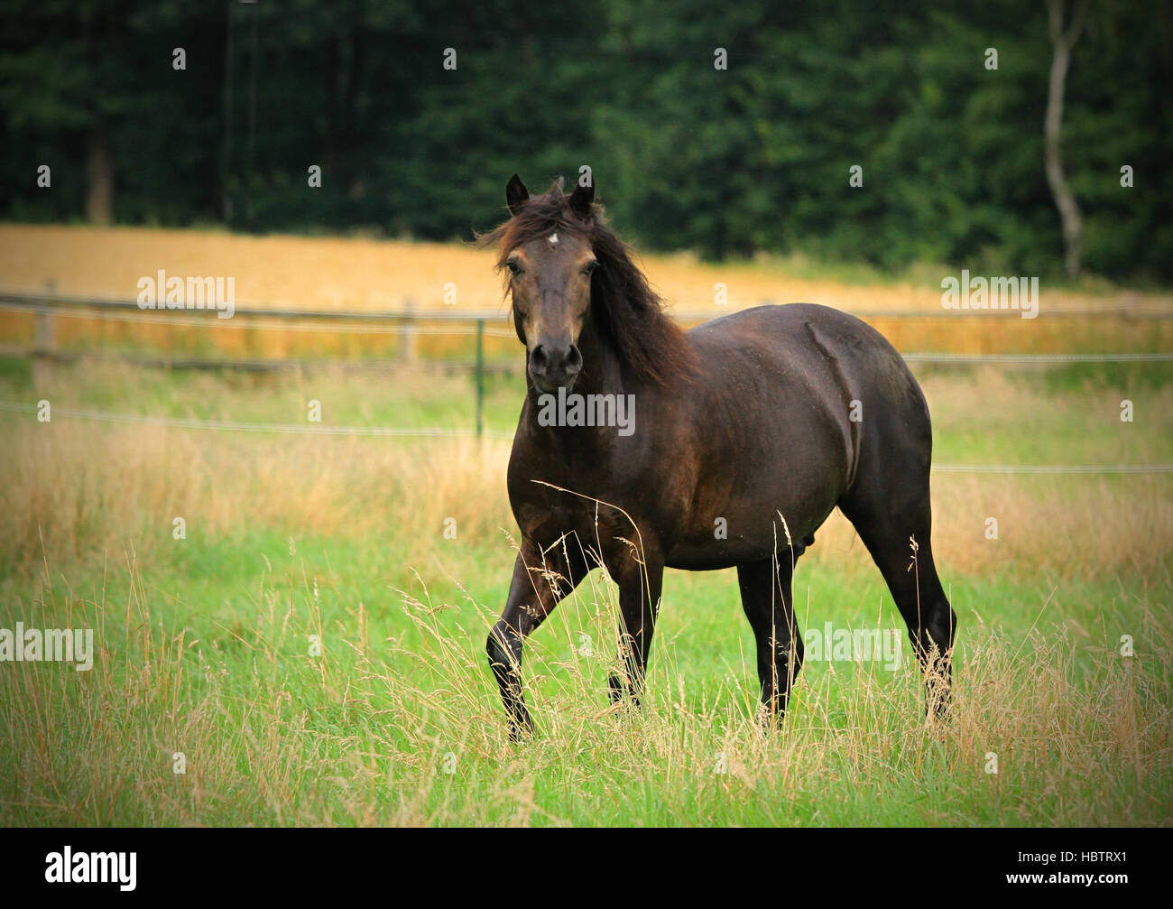 Welsh Cob Pony Stockfoto