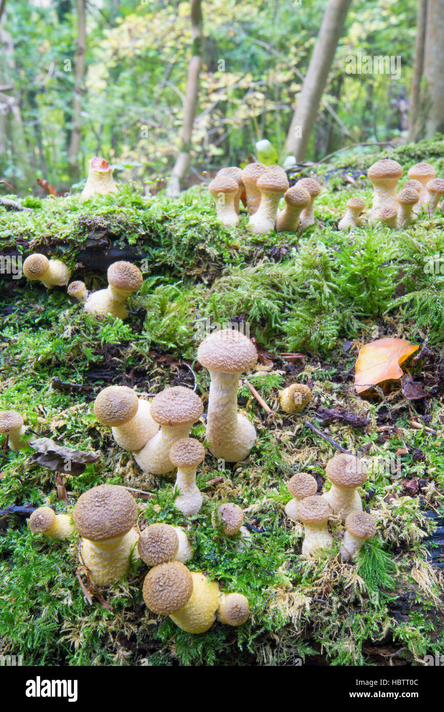 Hallimasch oder Boot-Spitze Pilz, wahrscheinlich Armillaria Gallica aufgrund knolligen Stiel neu. Fruchtkörper entstehen, Sussex, UK. Oktober Stockfoto