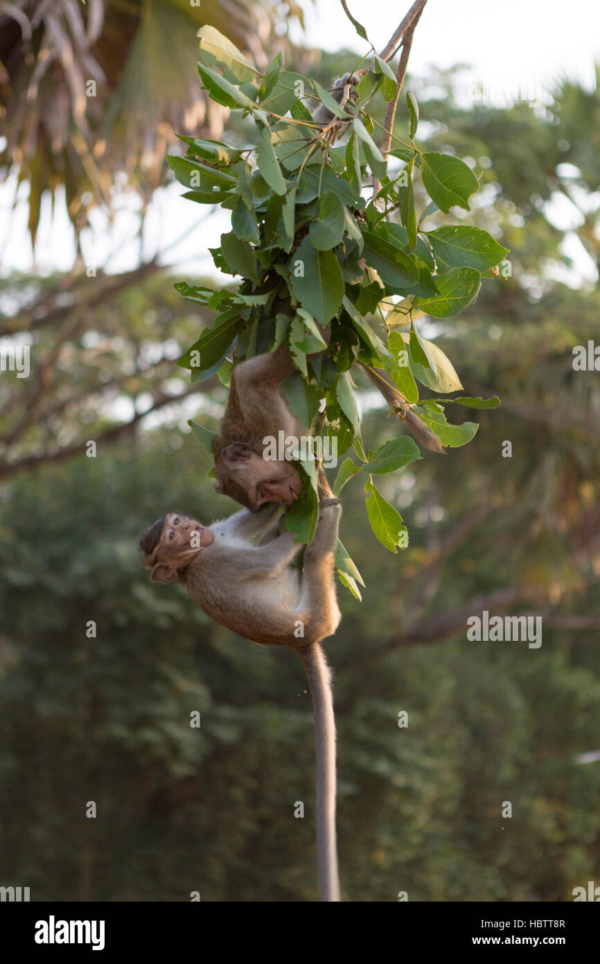 Makaken-Affen spielen in den Ruinen von Angkor, Kambodscha Stockfoto