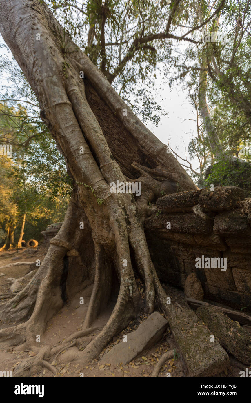 Baum auf Steinmauer von Prasat Ta Prohm Tempel in Angkor Thom Stockfoto