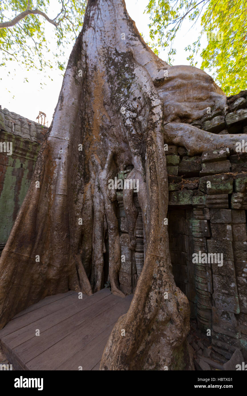 Baum auf Steinmauer von Prasat Ta Prohm Tempel in Angkor Thom Stockfoto