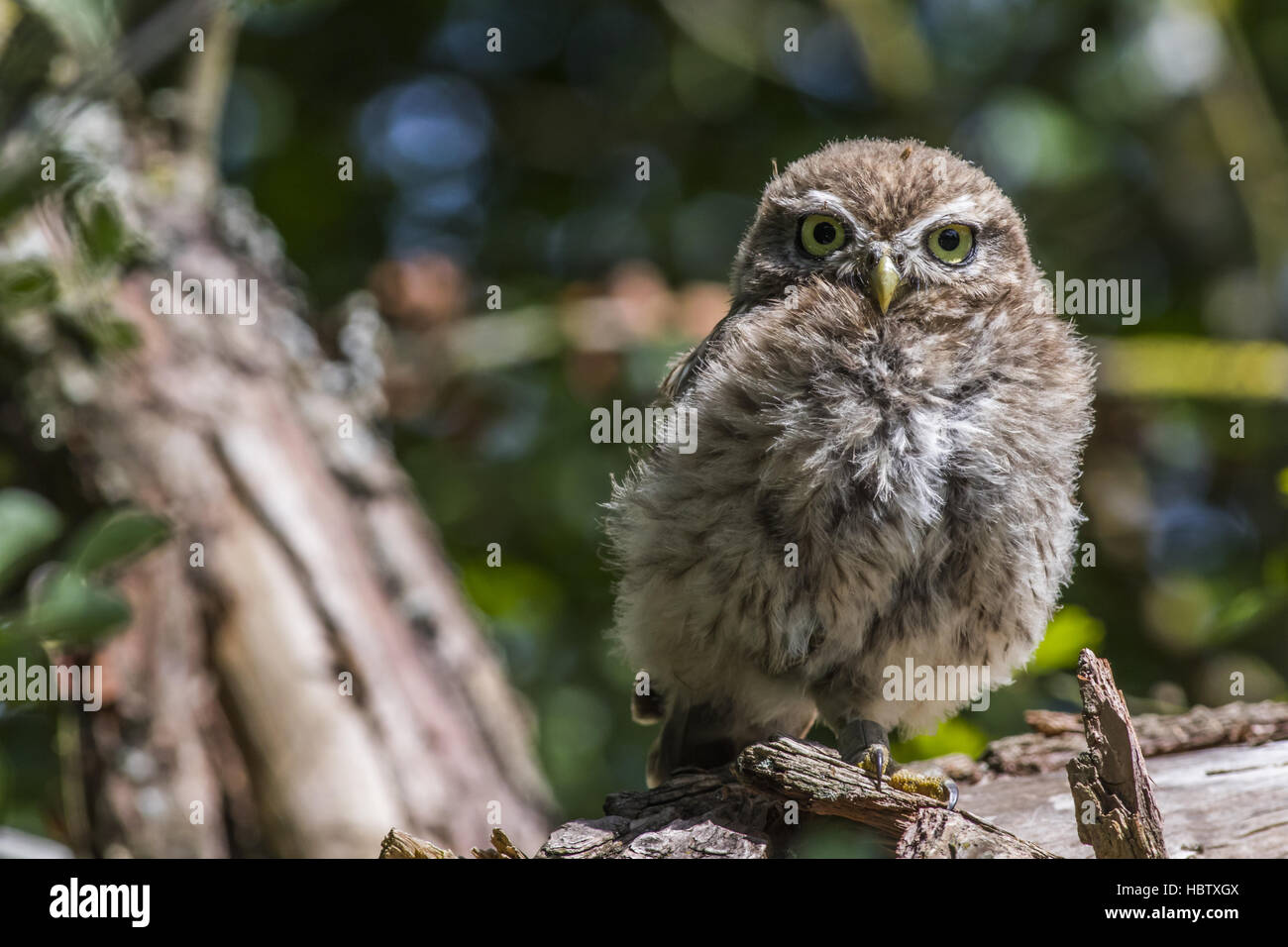 Steinkauz (Athene Noctua) Stockfoto
