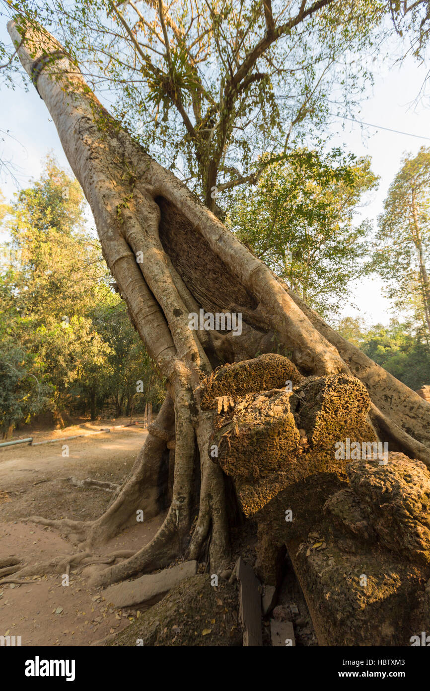 Baum auf Steinmauer von Prasat Ta Prohm Tempel in Angkor Thom Stockfoto