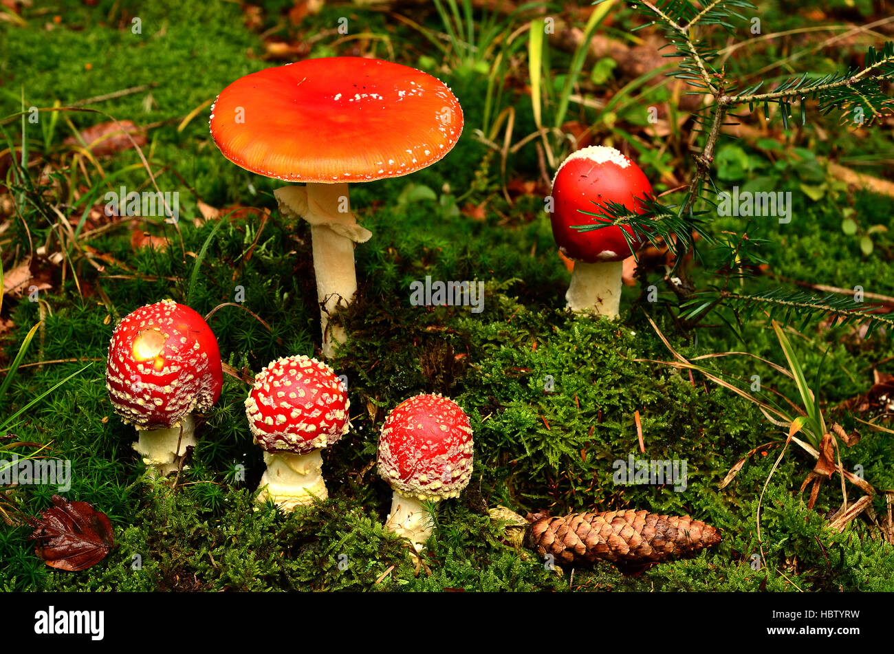 Pilz, Fliegenpilz; Fly Amanita; Stockfoto