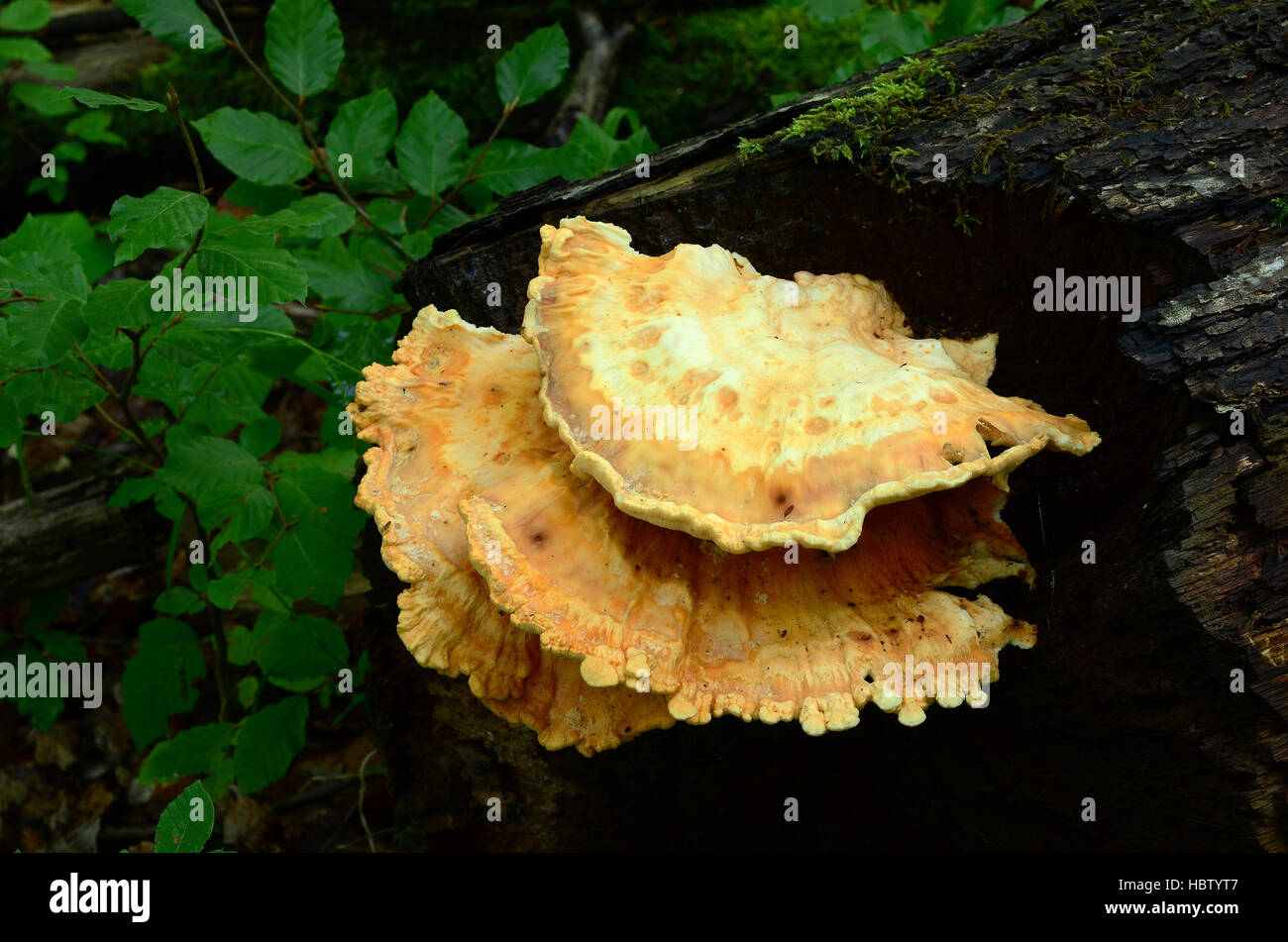 der Wald, Hähnchen Champignons Huhn, Stockfoto