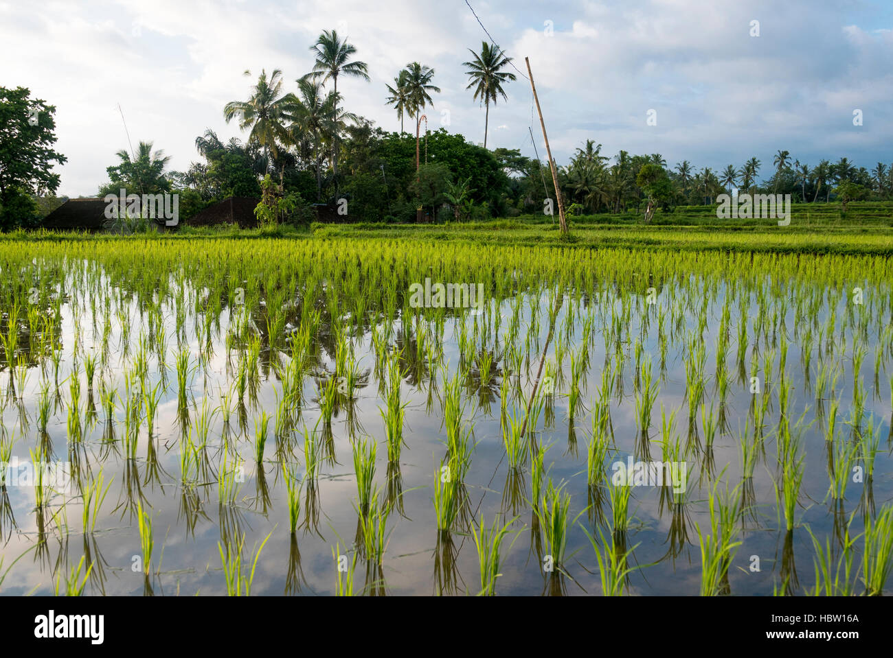 Grüne Reisfelder auf Bali Insel, Jatiluwih in der Nähe von Ubud, Indonesien Stockfoto