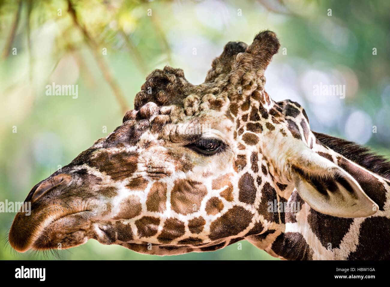 Giraffe, die Fütterung auf grüne Blätter Kopfsalat Stockfoto