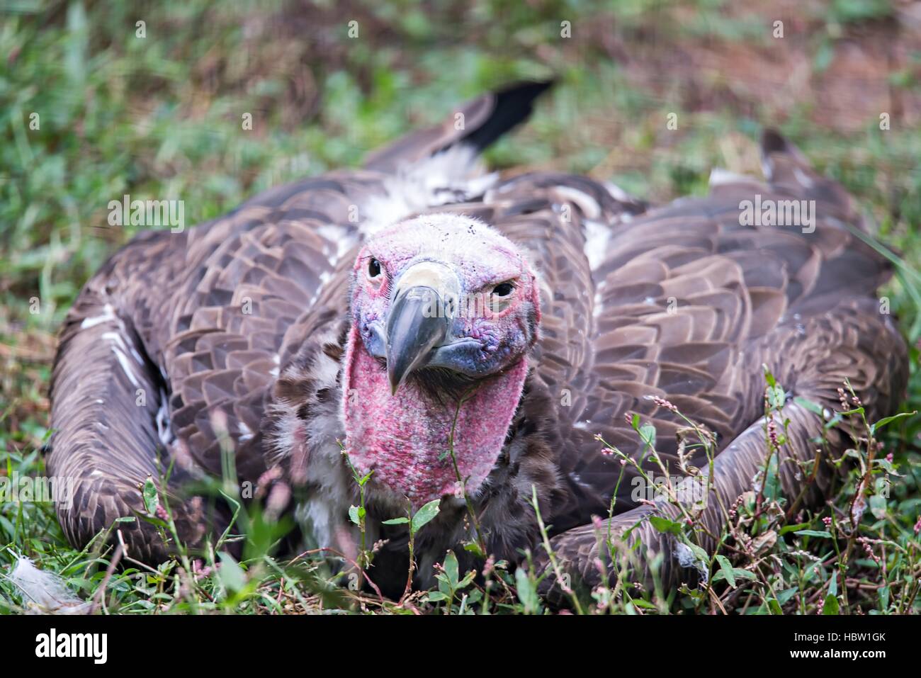 Geier in ein detailliertes Portrait in einem zoo Stockfoto