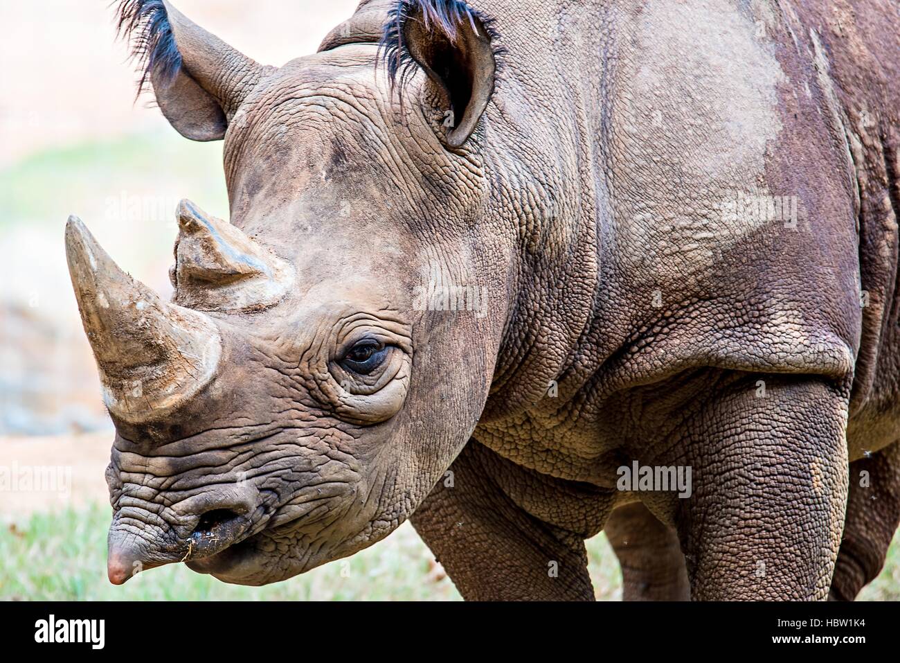 Zoo atlanta nashorn -Fotos und -Bildmaterial in hoher Auflösung – Alamy