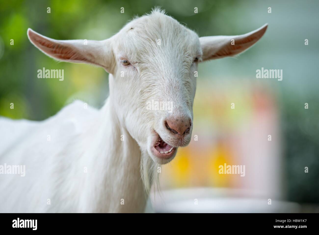 Ziege posiert auf dem Land-Bauernhof Stockfoto