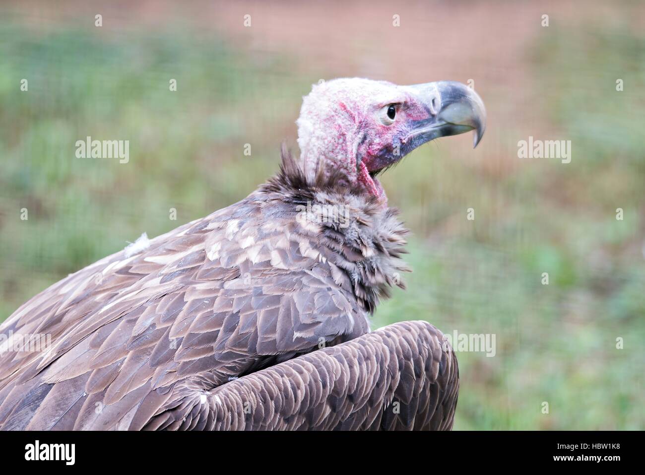 Geier in ein detailliertes Portrait in einem zoo Stockfoto
