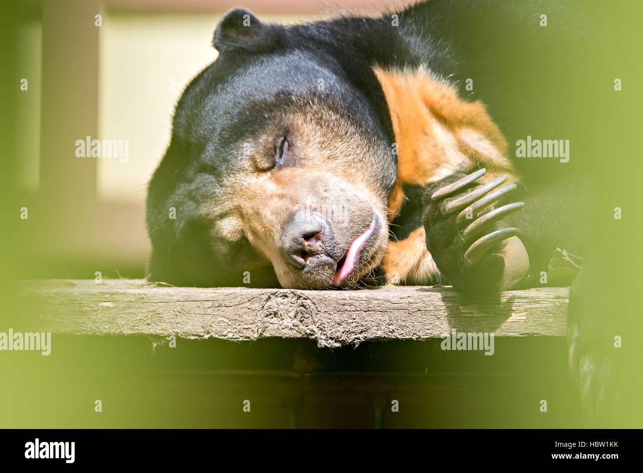 malayischen Sonne tragen oder Honig bearsleeping Stockfoto