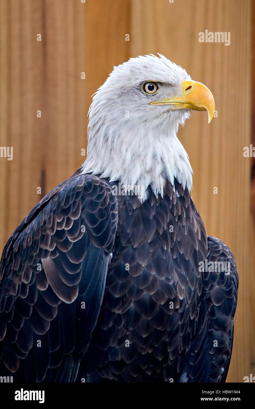 Kühne Adler auf hölzernen Anlage Background Stockfoto