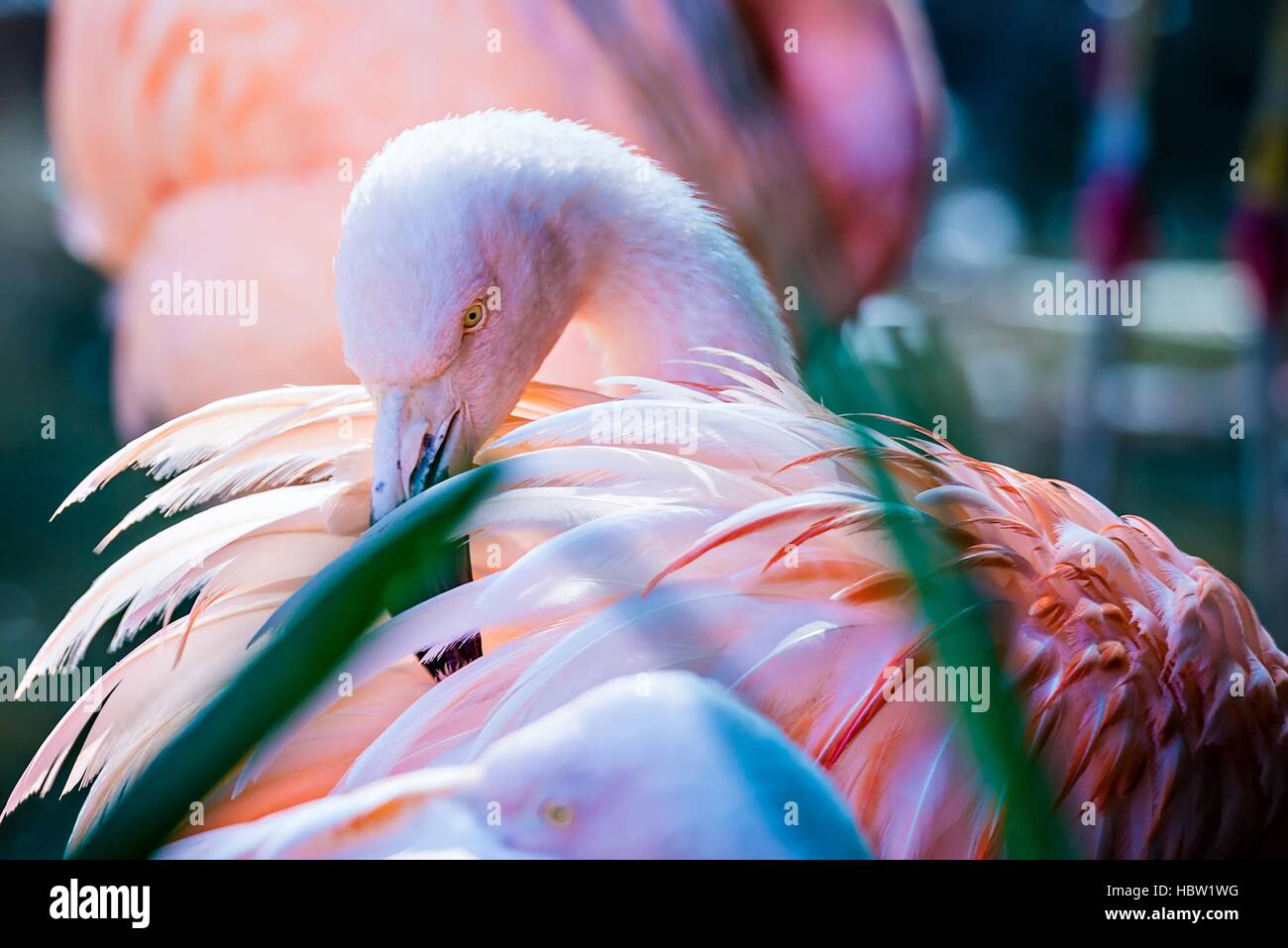 Rosa Flamingo Vogel in der Sonne Baden Stockfoto