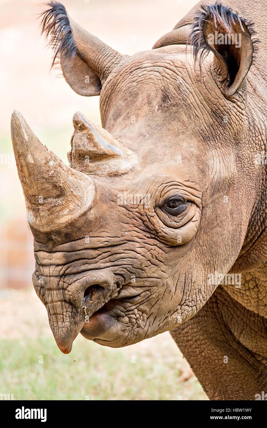 Zoo atlanta nashorn -Fotos und -Bildmaterial in hoher Auflösung – Alamy