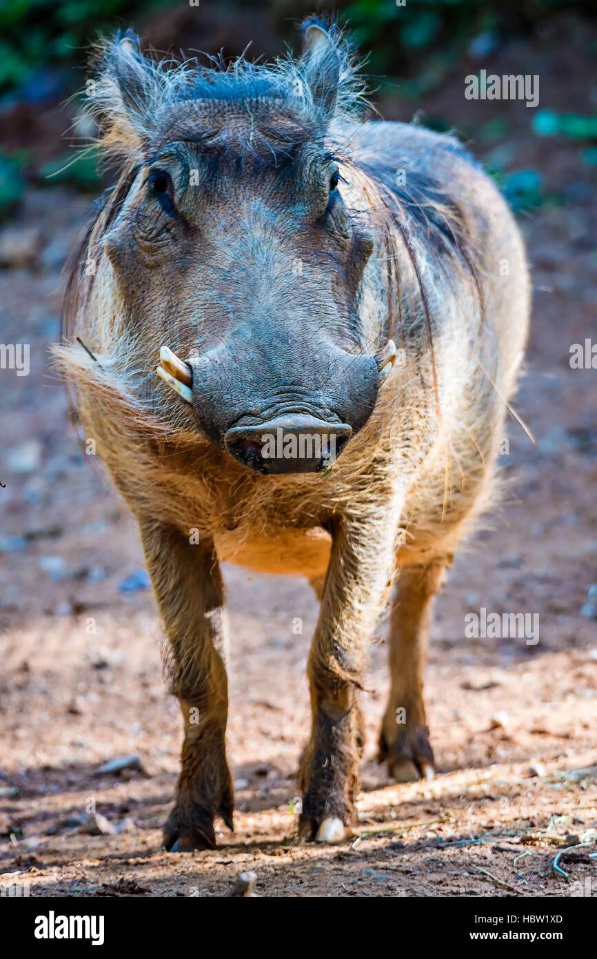 Warze Hog Porträt Blick direkt in die Kamera Stockfoto