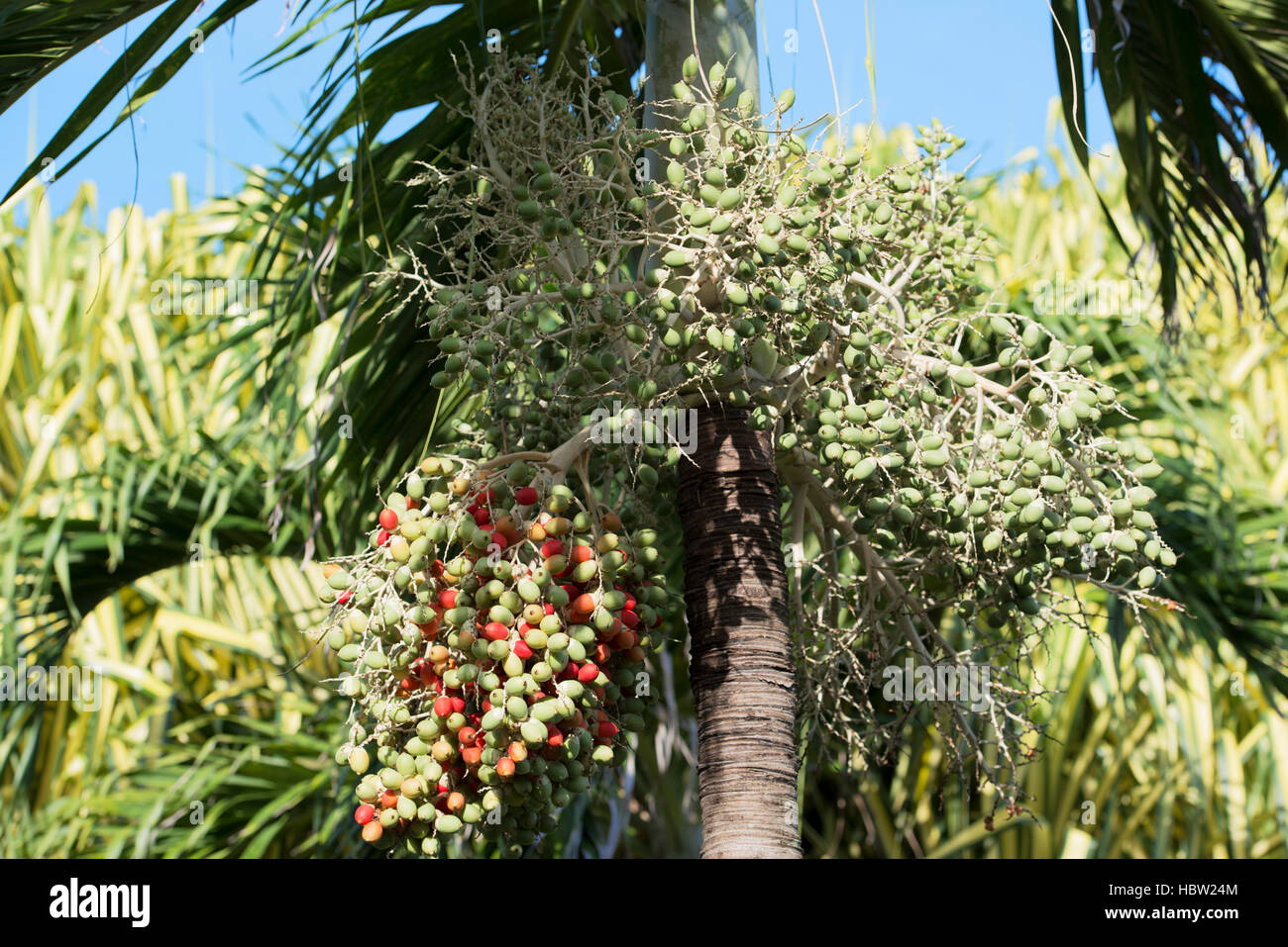 Früchte von einem Royal Palm Stockfoto