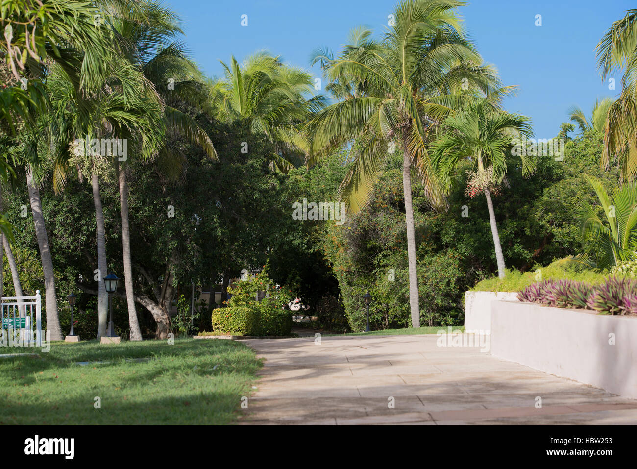 Royal Palm auf Kuba Varadero Stockfoto