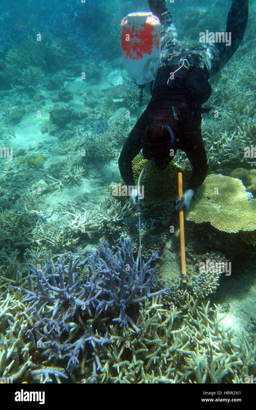 KINDERBETTEN gezielt Steuerprogramm Taucher demonstriert richtige Technik beim Einspritzen Seesterne verstecken auf Basis des blauen Hirschhorn Koralle, Great Barrier Reef Stockfoto