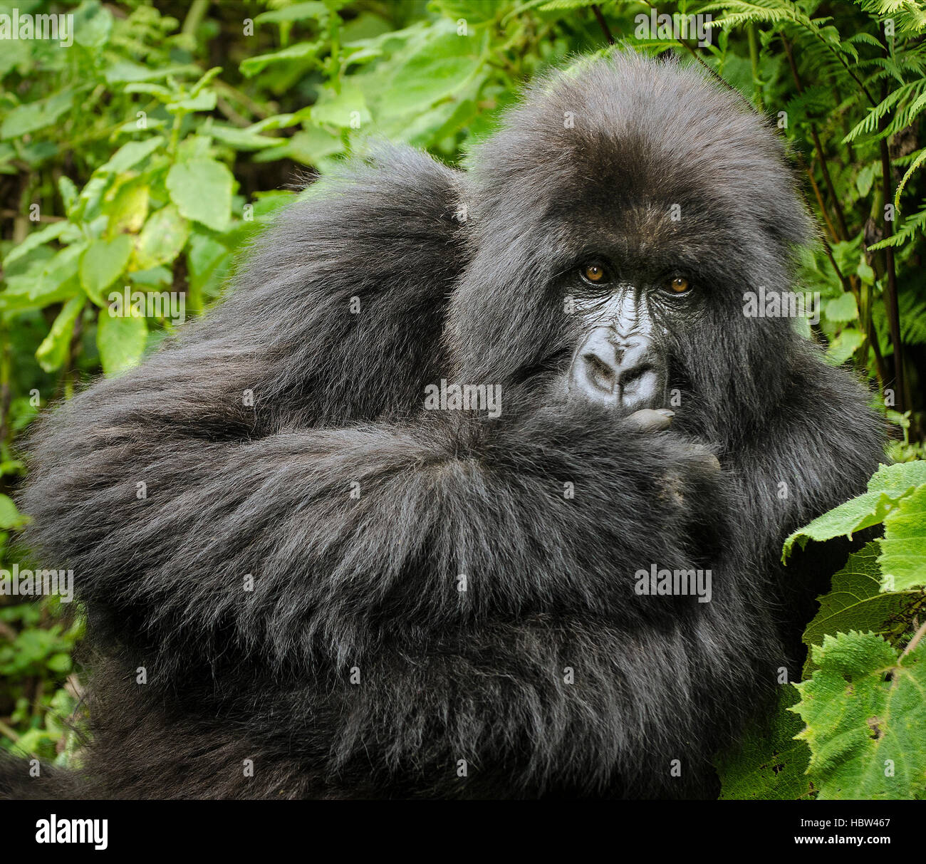 Berg-Gorilla (Gorilla Beringei Beringei) weiblich, starrte Stockfoto