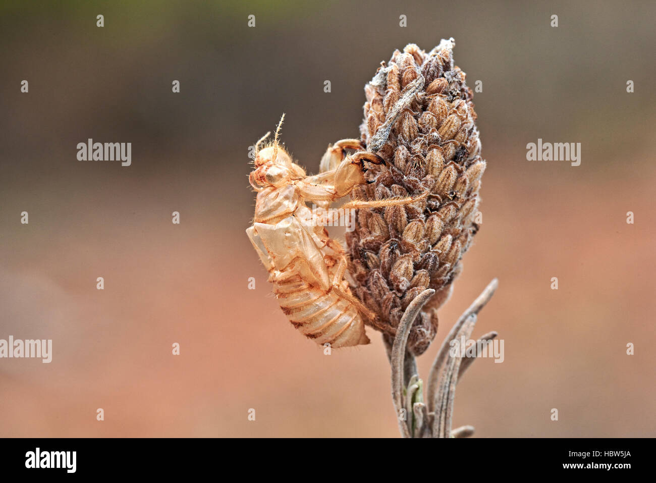 Zikade, cicada Orni, exuvium, exuvia, leere nymphal Haut, Benalmadena, Provinz Malaga, Andalusien, Spanien Stockfoto