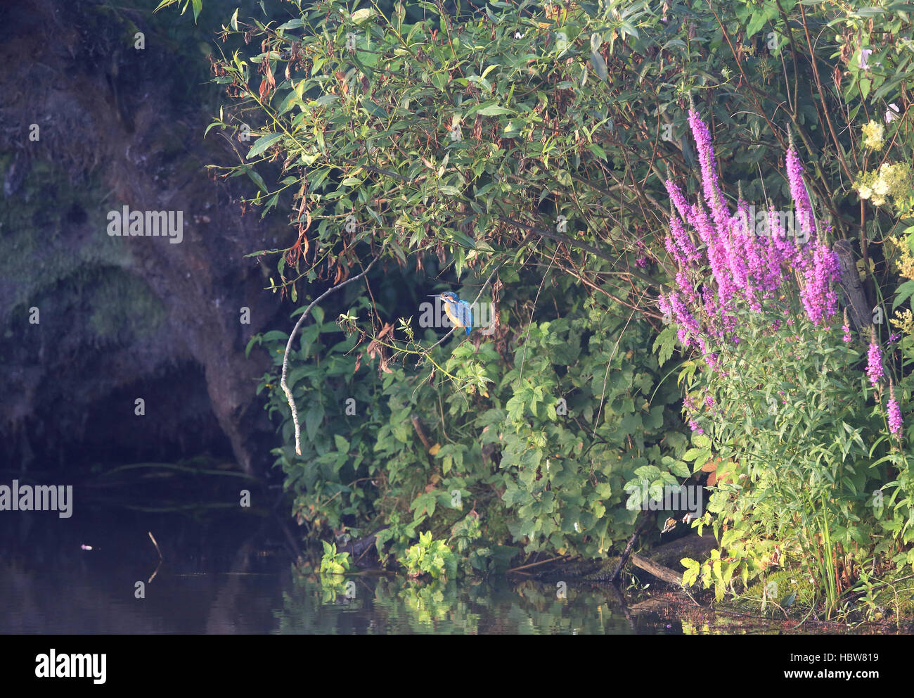Kingfisher thront am Fluss neben großen violetten Blumen Stockfoto