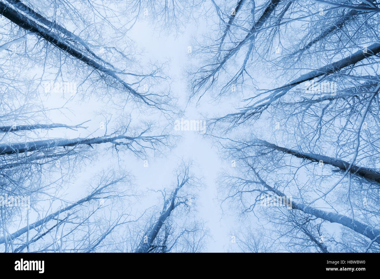 Verschneite Bäume in einem Wald Ansicht von unten im Winter an einem bewölkten Tag. Stockfoto