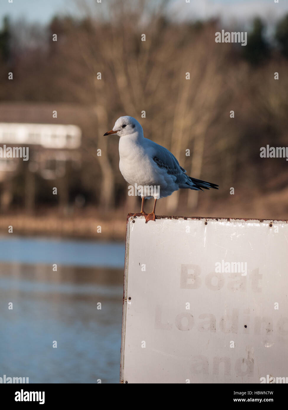 Möwe im Wintersonne Stockfoto