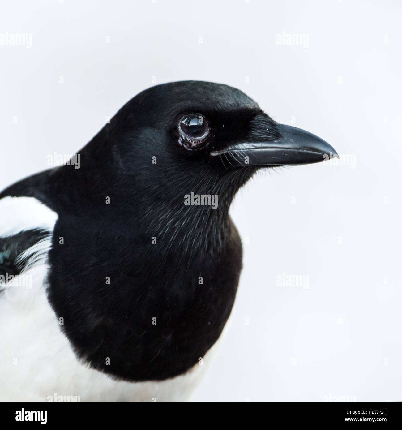 Ein Porträt von Elster (Pica Pica) mit einem weißen verschneiten Hintergrund Stockfoto