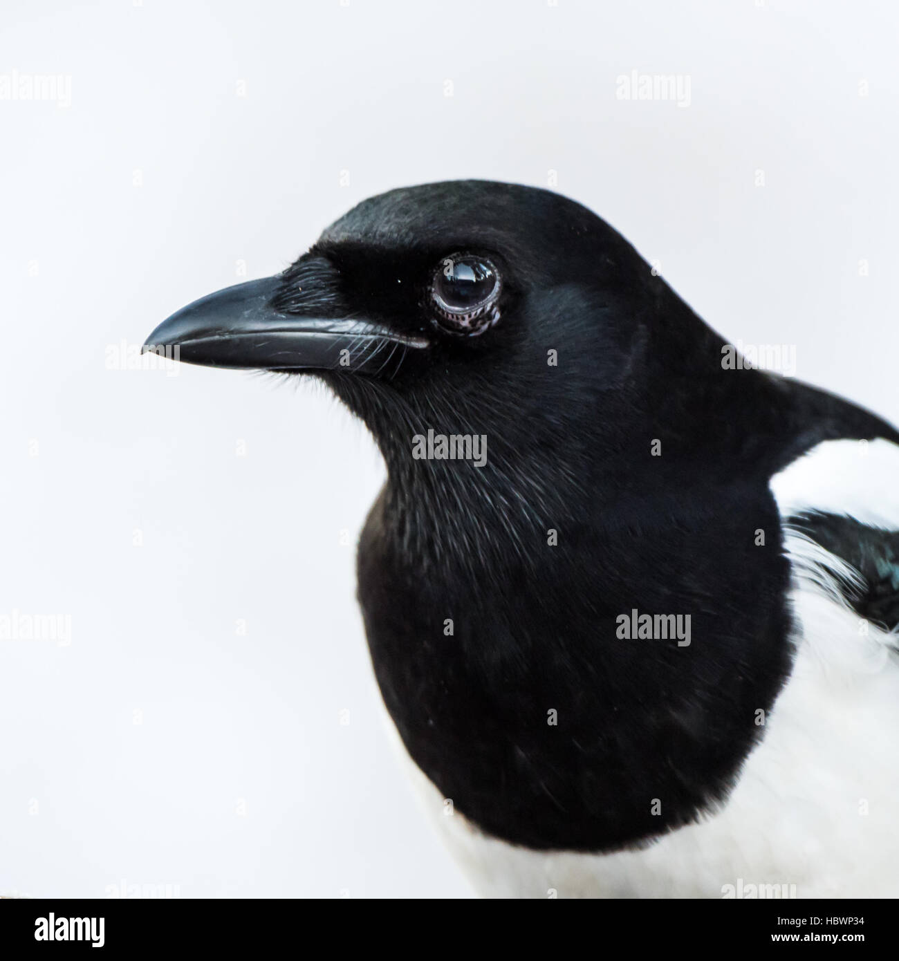 Ein Porträt von magischen Elster (Pica Pica) mit einem weißen verschneiten Hintergrund links Stockfoto