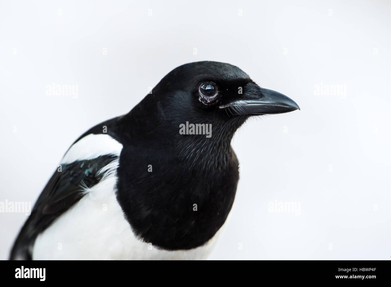 Ein Porträt von der magischen Elster (Pica Pica) mit einem weißen verschneiten Hintergrund Stockfoto