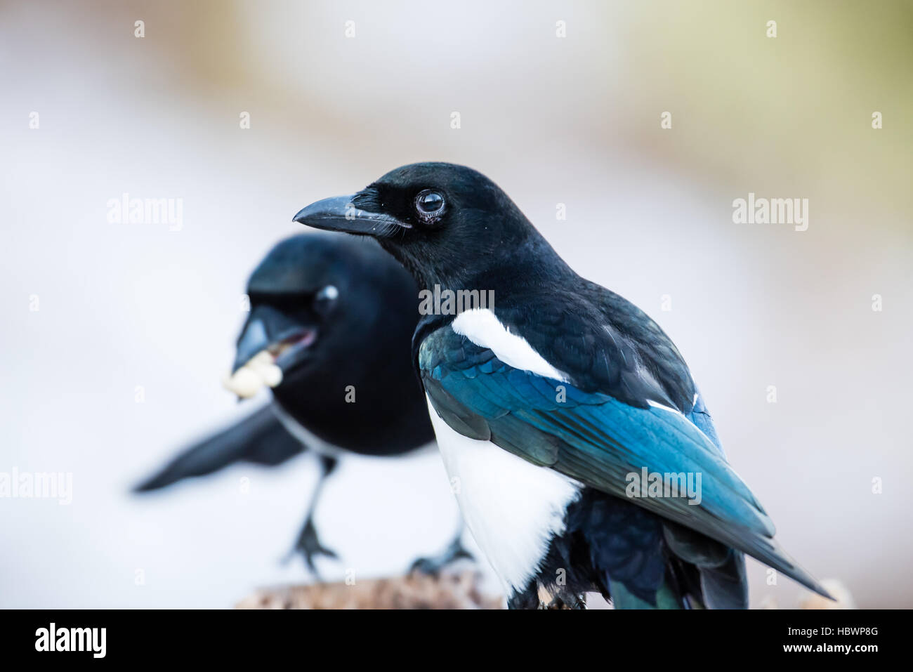 Elstern wie die Erdnüsse auf den Stumpf mit einem schönen bokeh Stockfoto