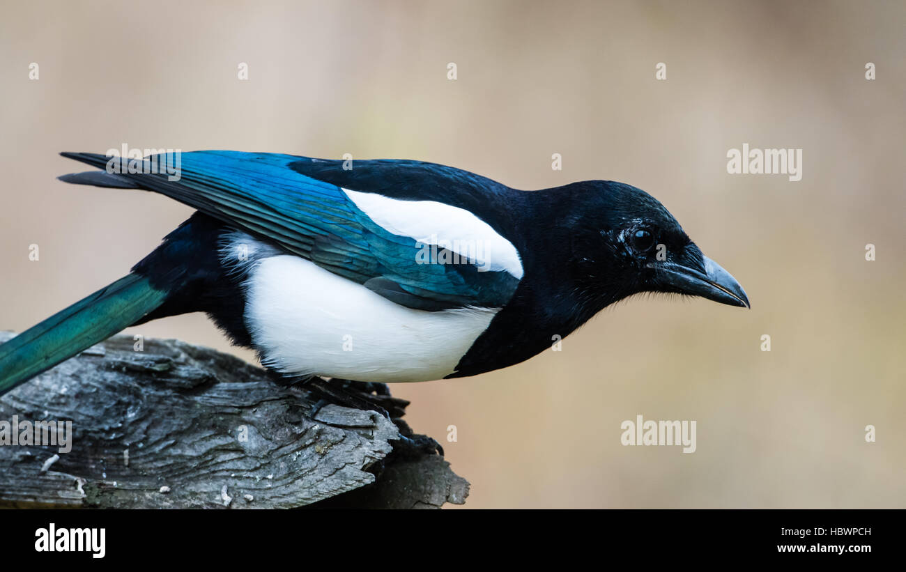 Die Elster (Pica Pica) auf dem Zweig, zeigt die schönen blauen Flügel mit einem schönen bokeh Stockfoto