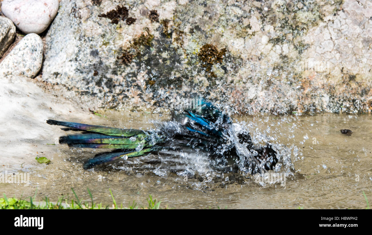 Tha Elster (Pica Pica) genießen das Vogelbad. Stockfoto